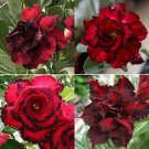100 PCS Seeds Adenium Obesum Seeds Desert Roses Fresh Red Big Double Flowers