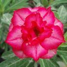 2 PCS Seeds Adenium Purely Pink Double Petals Flower