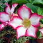 1 PCS Seeds Adenium seeds, big blooms colorful desert rose a must for home garden