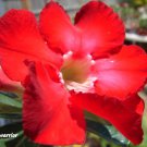 2 PCS Seeds Adenium Vermeil Desert Rose Flower 2 PCS Seeds Adenium Vermeil Desert Rose Flower