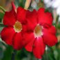 2 PCS Seeds Adenium Vermeil Desert Rose Flower