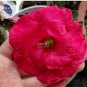2 PCS Seeds Adenium Vermeil Desert Rose Flower