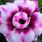 2 PCS Seeds Adenium Whitish Pink Petals with Purple Stripe & Centre Flower