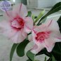 2 PCS Seeds Adenium Whitish Pink Petals with Purple Stripe & Centre Flower