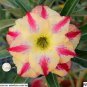 2 PCS Seeds Adenium Yellow Petals Dark Red Thick Stripe Flower