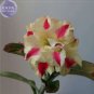 2 PCS Seeds Adenium Yellow Petals Dark Red Thick Stripe Flower
