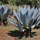 10 PCS Seeds Agave americana Succulents Garden Plants 10 PCS Seeds Agave americana Succulents Garden Plants