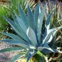 10 PCS Seeds Agave americana Succulents Garden Plants
