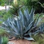 10 PCS Seeds Agave americana Succulents Garden Plants
