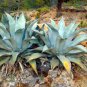 10 PCS Seeds Agave americana Succulents Garden Plants