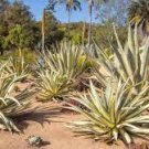 10 PCS Seeds Agave aurea Golden Agave Succulents Garden Plants 10 PCS Seeds Agave aurea Golden Agave Succulents Garden Plants