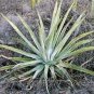 10 PCS Seeds Agave aurea Golden Agave Succulents Garden Plants