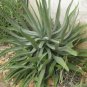 10 PCS Seeds Agave aurea Golden Agave Succulents Garden Plants
