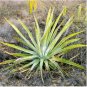 10 PCS Seeds Agave aurea Golden Agave Succulents Garden Plants