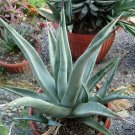 10 PCS Seeds Agave cerulata subsp. cerulata Succulents Garden Plants 10 PCS Seeds Agave cerulata subsp. cerulata Succulents Garden Plants