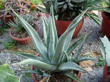 10 PCS Seeds Agave cerulata subsp. cerulata Succulents Garden Plants