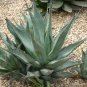 10 PCS Seeds Agave cerulata subsp. cerulata Succulents Garden Plants