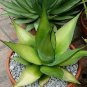 10 PCS Seeds Agave chazaroi Succulents Garden Plants
