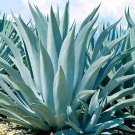 10 PCS Seeds Agave chrysantha Succulents Garden Plants