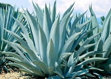 10 PCS Seeds Agave chrysantha Succulents Garden Plants