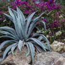 10 PCS Seeds Agave chrysantha Succulents Garden Plants