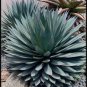 10 PCS Seeds Agave Deserti Garden Plants Rare Potted Plants