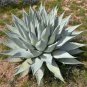 10 PCS Seeds Agave Deserti Garden Plants Rare Potted Plants