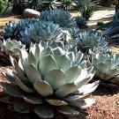 10 PCS Seeds Agave difformis Succulents Garden Plants 10 PCS Seeds Agave difformis Succulents Garden Plants