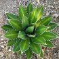 10 PCS Seeds Agave difformis Succulents Garden Plants