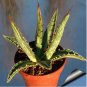 10 PCS Seeds Agave difformis Succulents Garden Plants