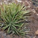 10 PCS Seeds Agave felgeri Succulents Garden Plants 10 PCS Seeds Agave felgeri Succulents Garden Plants