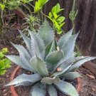 10 PCS Seeds Agave flexispina Succulents Garden Plants 10 PCS Seeds Agave flexispina Succulents Garden Plants