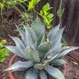 10 PCS Seeds Agave flexispina Succulents Garden Plants