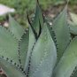 10 PCS Seeds Agave flexispina Succulents Garden Plants