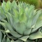 10 PCS Seeds Agave flexispina Succulents Garden Plants