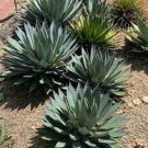 10 PCS Seeds Agave funkiana Succulents Garden Plants