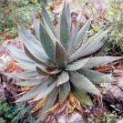 10 PCS Seeds Agave Garciae Mendozae Agave Garden Plants 10 PCS Seeds Agave Garciae Mendozae Agave Garden Plants