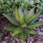 10 PCS Seeds Agave Garciae Mendozae Agave Garden Plants