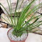 10 PCS Seeds Agave geminiflora Succulents Garden Plants 10 PCS Seeds Agave geminiflora Succulents Garden Plants