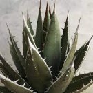 10 PCS Seeds Agave ghiesbreghtii 'Purpusorum' Succulents Garden Plants 10 PCS Seeds Agave ghiesbreghtii 'Purpusorum' Succulents Garden Plants