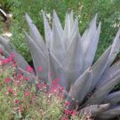 10 PCS Seeds Agave gigantensis Succulents Garden Plants 10 PCS Seeds Agave gigantensis Succulents Garden Plants