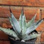 10 PCS Seeds Agave gigantensis Succulents Garden Plants