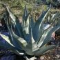 10 PCS Seeds Agave gigantensis Succulents Garden Plants