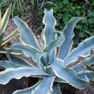 10 PCS Seeds Agave Gypsophila Leaves Wavy Twisted Plants