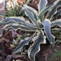 10 PCS Seeds Agave Gypsophila Leaves Wavy Twisted Plants