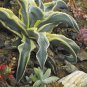 10 PCS Seeds Agave Gypsophila Leaves Wavy Twisted Plants