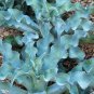 10 PCS Seeds Agave Gypsophila Leaves Wavy Twisted Plants