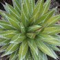 10 PCS Seeds AGAVE impressa Succulents Garden Plants