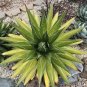 10 PCS Seeds AGAVE impressa Succulents Garden Plants
