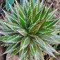 10 PCS Seeds AGAVE impressa Succulents Garden Plants
